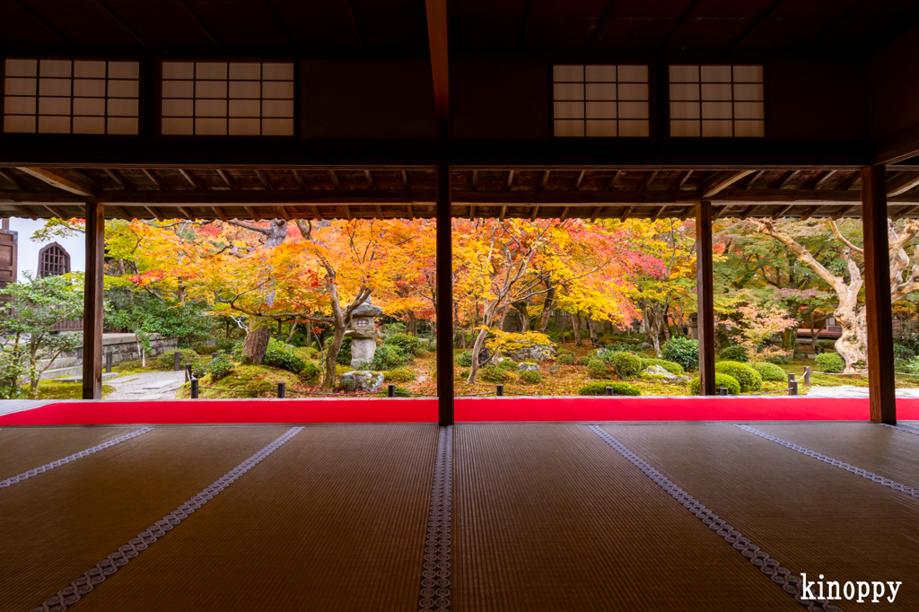 圓光寺 紅葉