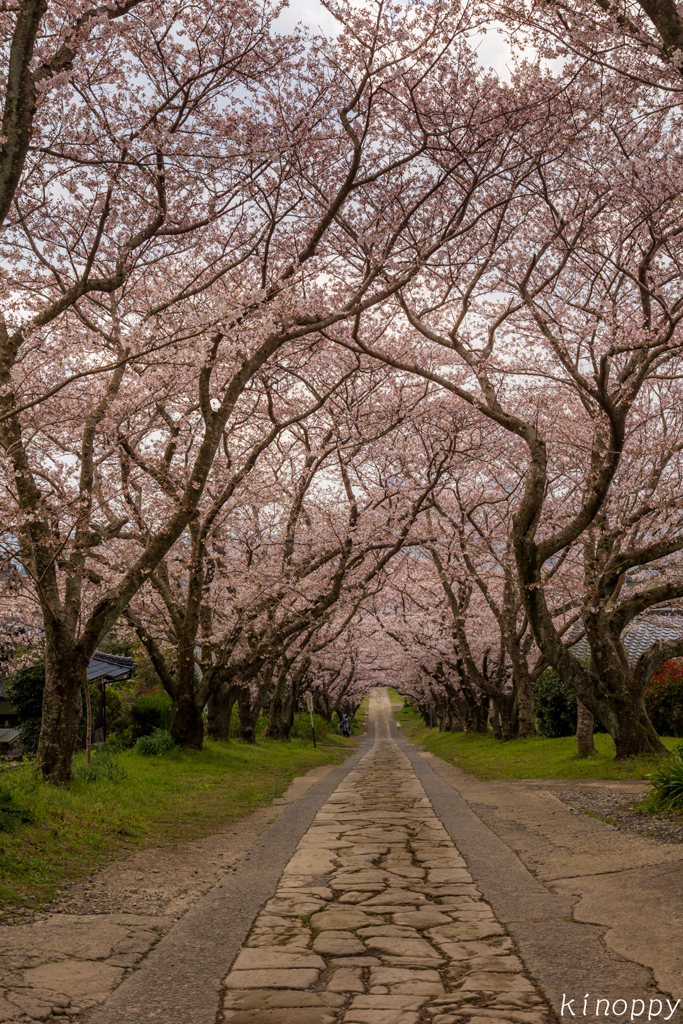 円応寺 桜並木