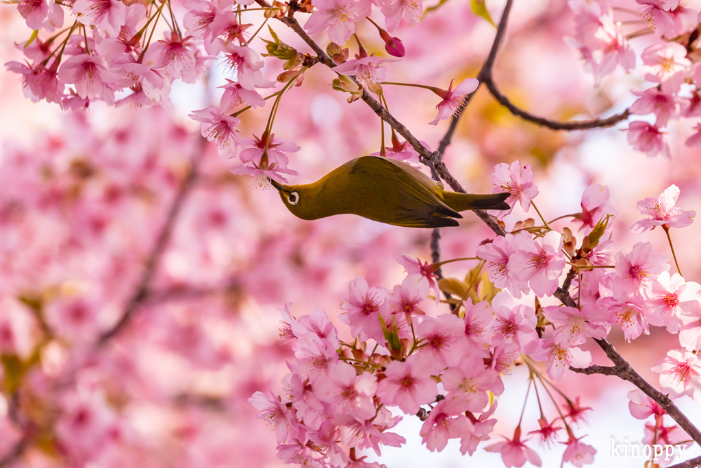 児島湖 河津桜 メジロ 3