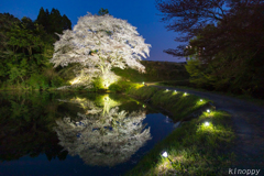 川内ジラカンス桜 ライトアップ