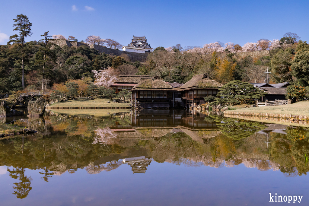 彦根城 桜 3