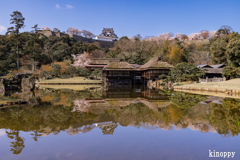 彦根城 桜 3