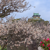 大阪城 梅林
