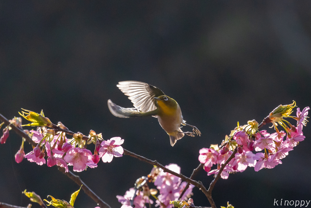 白野江植物公園 河津桜 メジロ 6