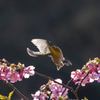 白野江植物公園 河津桜 メジロ 6