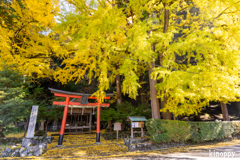 岩戸落葉神社 紅葉