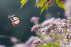 アサギマダラ 3