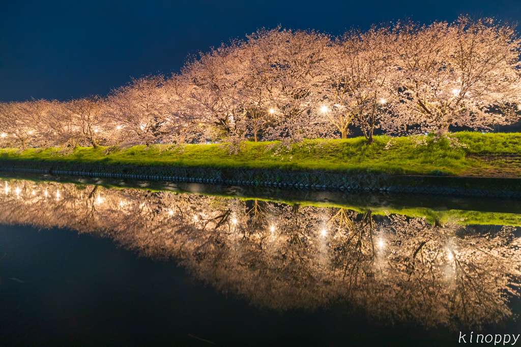 流川 桜並木 2