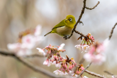 白山旗桜  メジロ