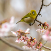 白山旗桜  メジロ