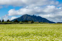 阿蘇波野 そば畑