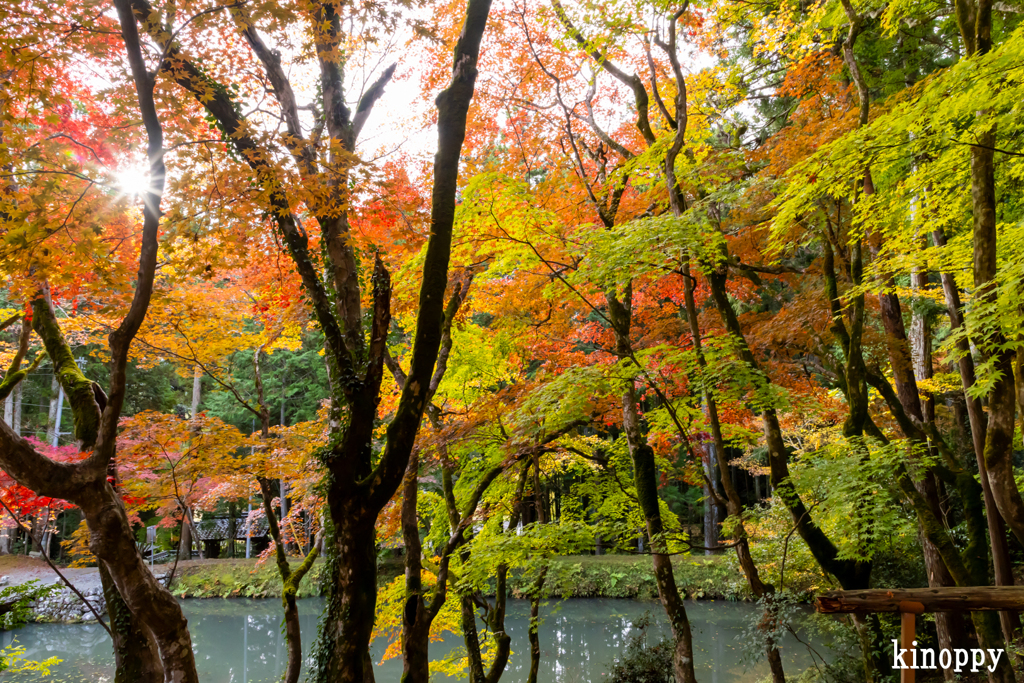 洞光寺 紅葉 4