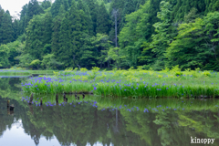 平池 カキツバタ 4