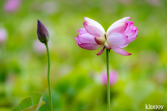 ヤマサ蒲鉾 蓮の花苑 8
