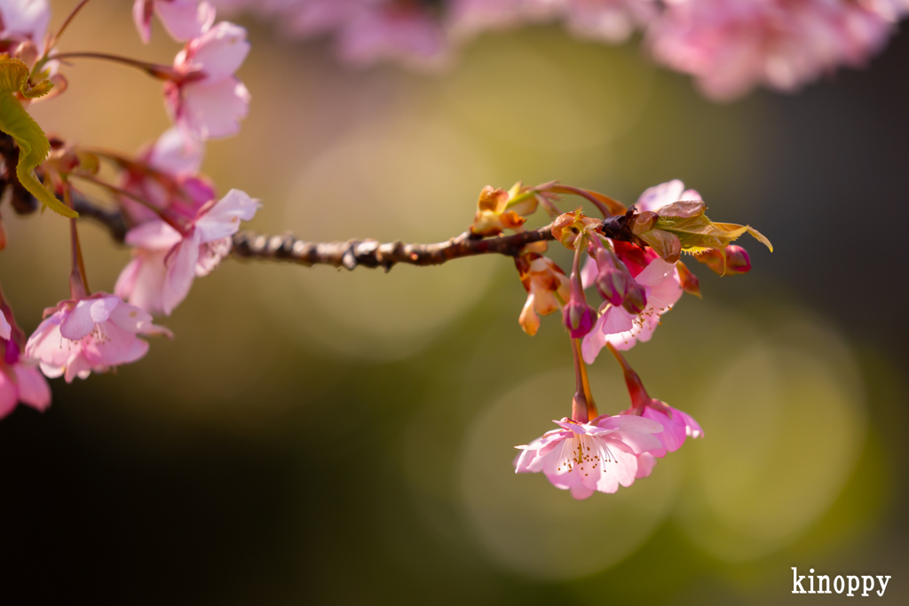 清凉寺 河津桜 4