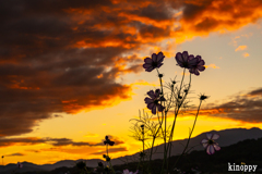 藤原京跡 コスモス畑 4