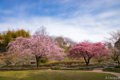白野江植物公園 大寒桜と河津桜