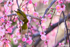 鈴鹿の森庭園 メジロ 2