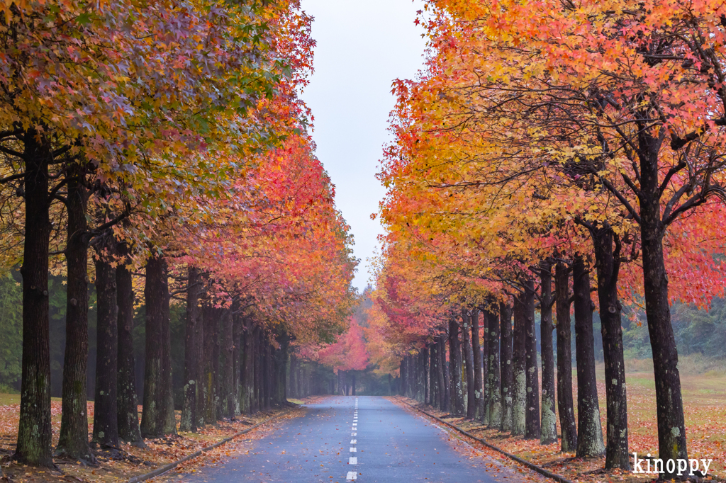 モミジバロウ並木