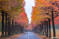 モミジバロウ並木