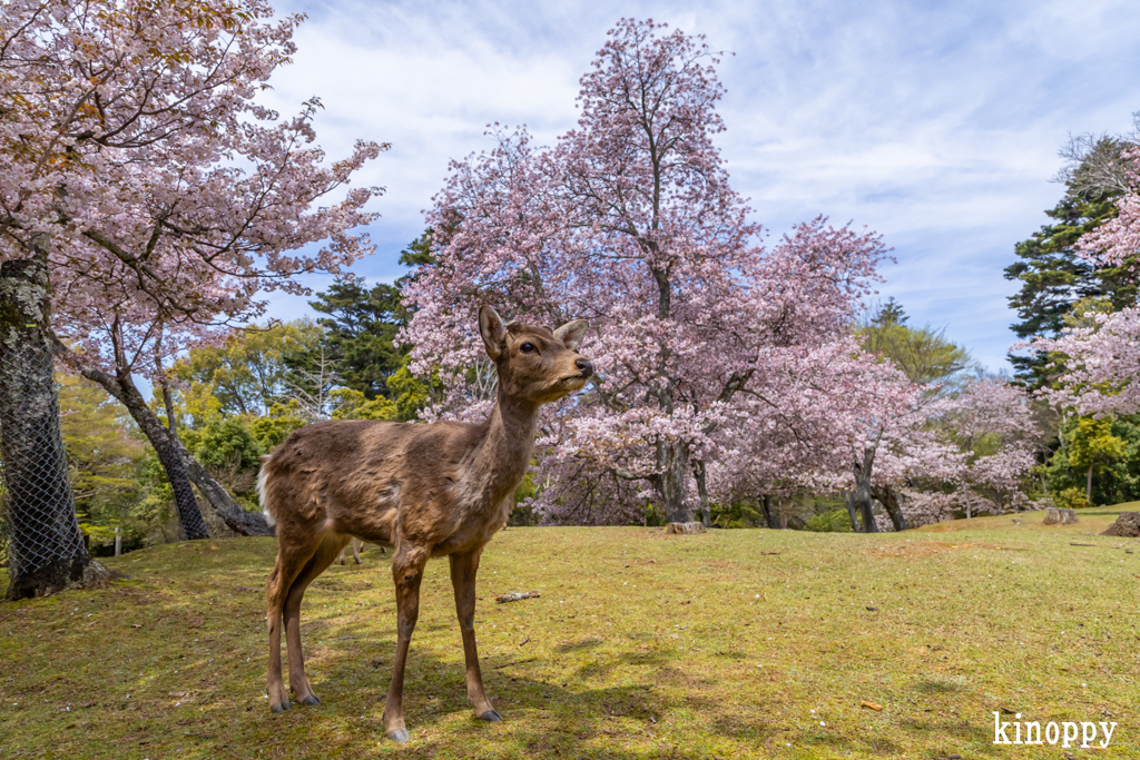 奈良公園 桜 2
