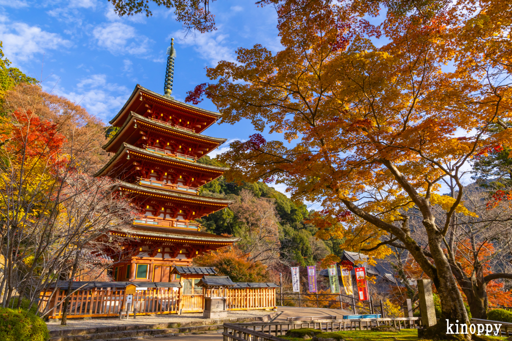 長谷寺 紅葉 8