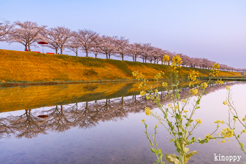 おの桜づつみ回廊