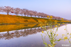 おの桜づつみ回廊