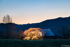 宝珠寺 ヒメシダレサクラ 2