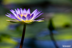 水生植物公園みずの森 7