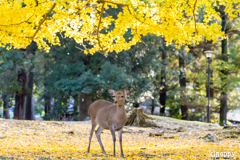 奈良公園 紅葉 6