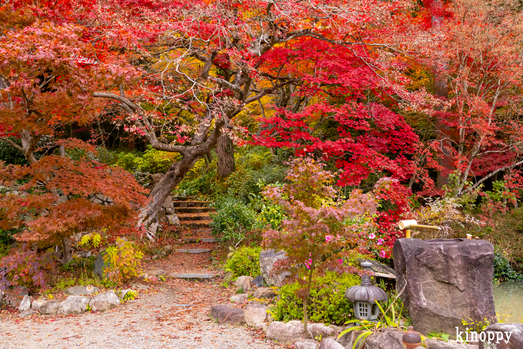 大国寺 紅葉 3