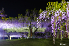 岡山和気藤公園 ライトアップ 6