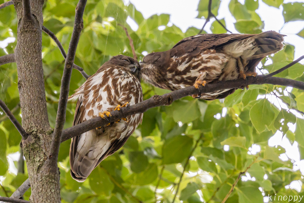 アオバズク 親鳥