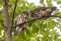 アオバズク 親鳥