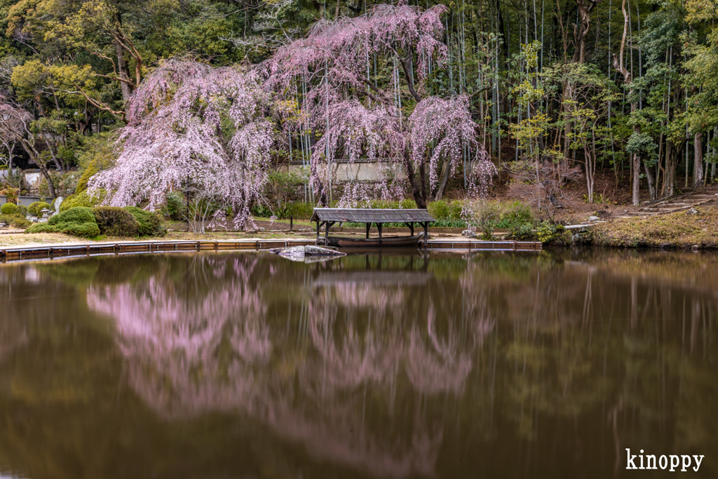 曹源寺 しだれ桜 2