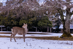 奈良公園 3