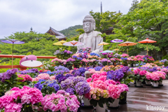 壷阪寺 あぢさゐ回廊