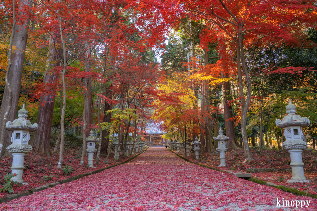 西林寺 紅葉