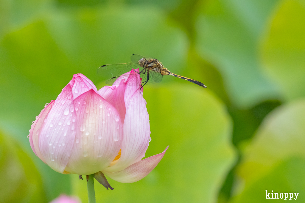 ヤマサ蒲鉾 蓮の花苑 7