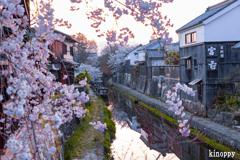 八幡堀 桜 4