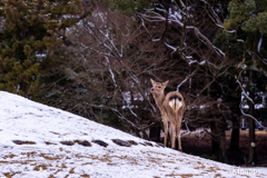 奈良公園