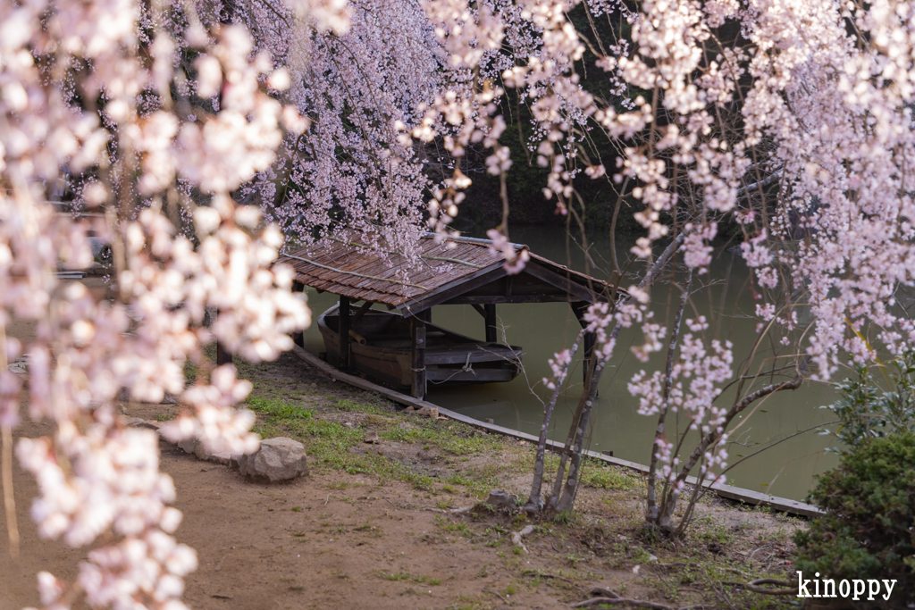 曹源寺 しだれ桜 6