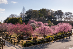 北九州市立総合農事センター 梅