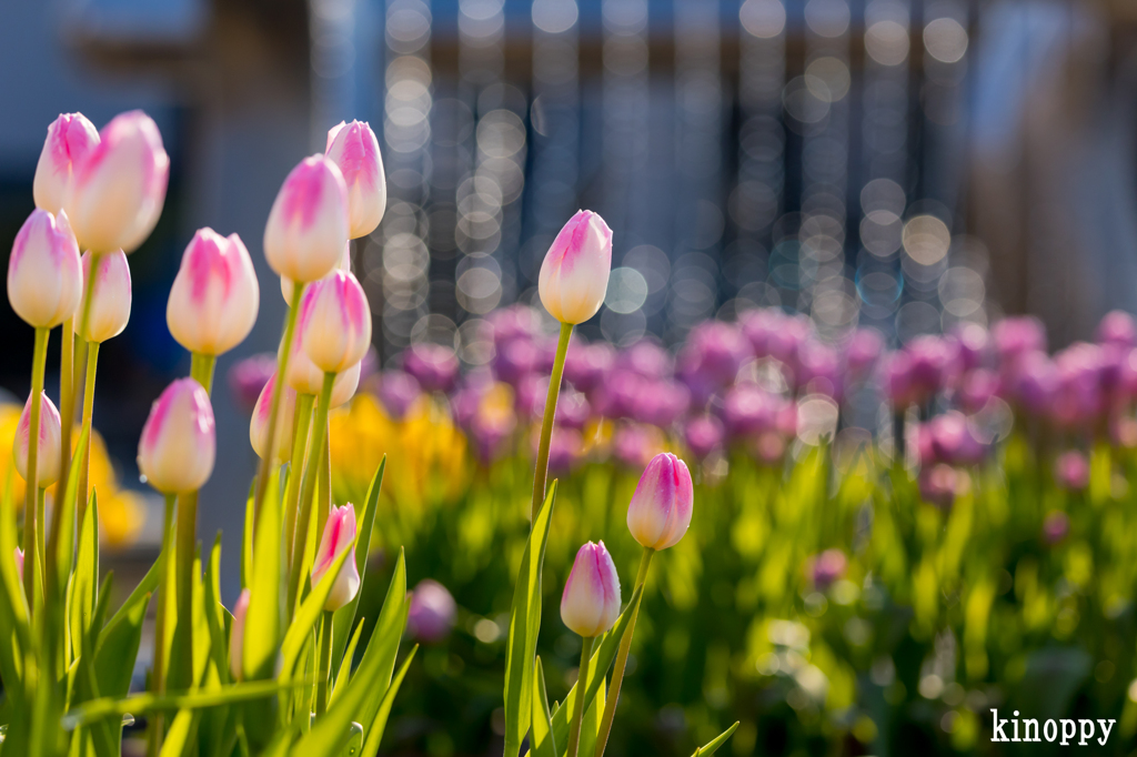 アイスチューリップ 4