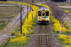 平成筑豊鉄道 菜の花 3