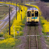平成筑豊鉄道 菜の花 3