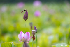 ヤマサ蒲鉾 蓮の花苑 17
