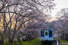 松浦鉄道 桜トンネル