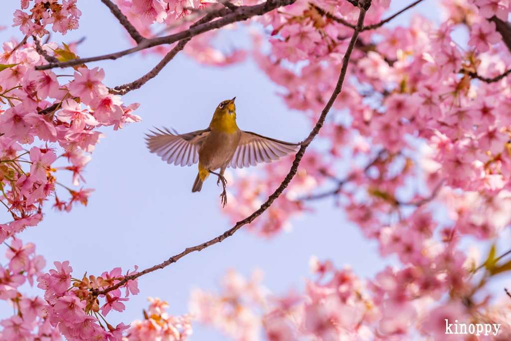 児島湖 河津桜 メジロ 8